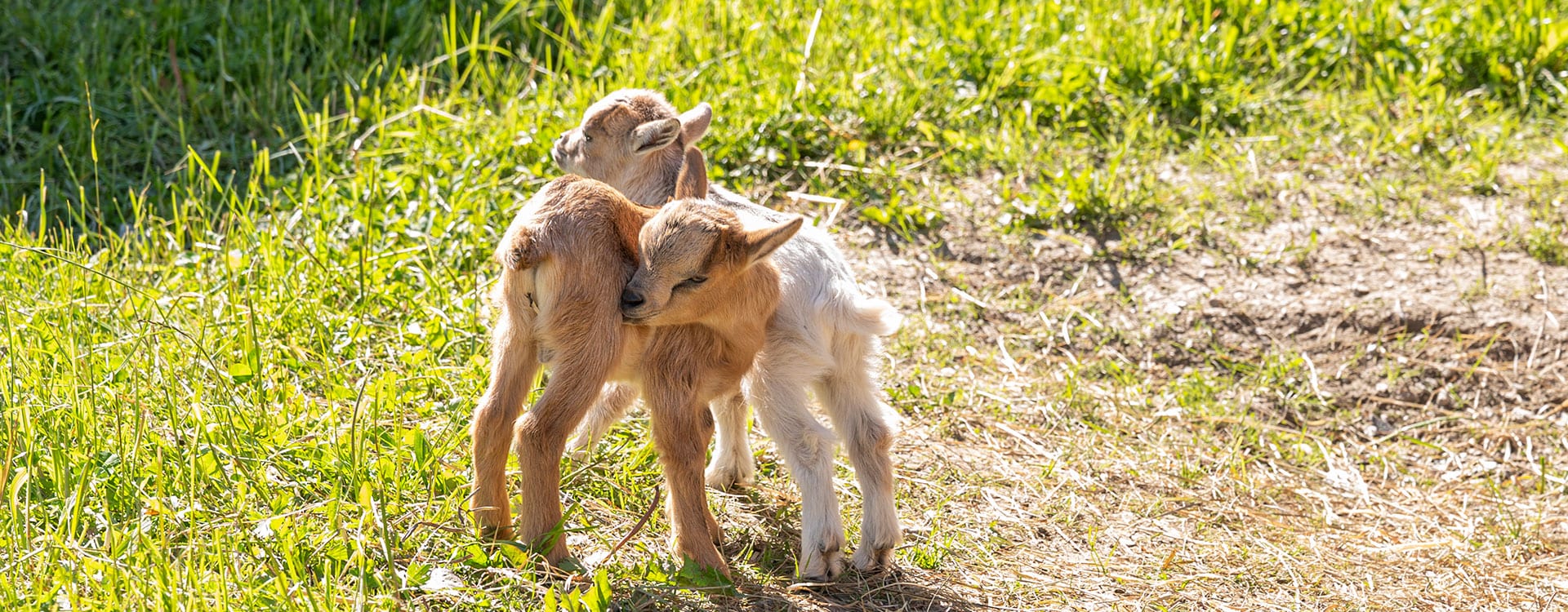 Pärchenbauernhof - Gasthof Horner in Flachau, Salzburger Land