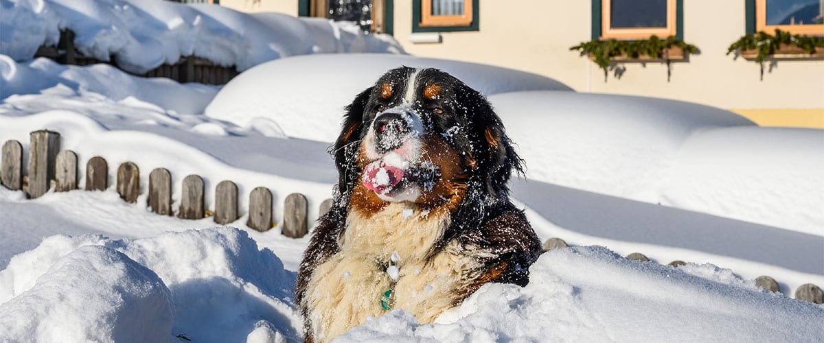 Pärchenbauernhof - Gasthof Horner in Flachau, Salzburger Land