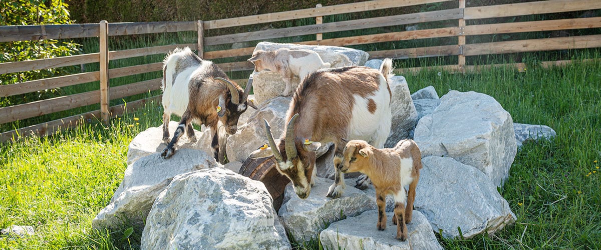Pärchenbauernhof - Gasthof Horner in Flachau, Salzburger Land