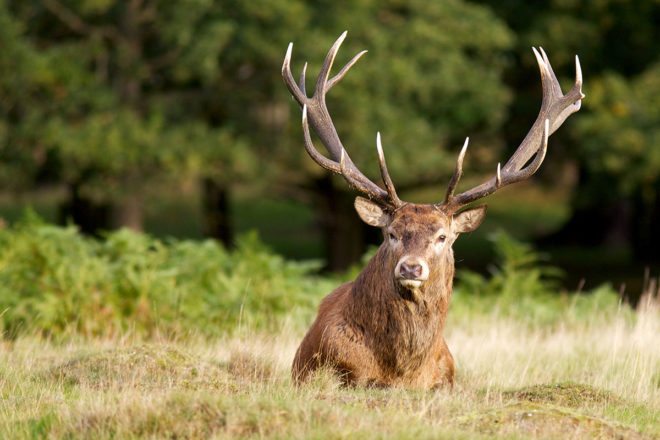 Zoos & Tiergärten - Ausflugsziele im Salzburger Land